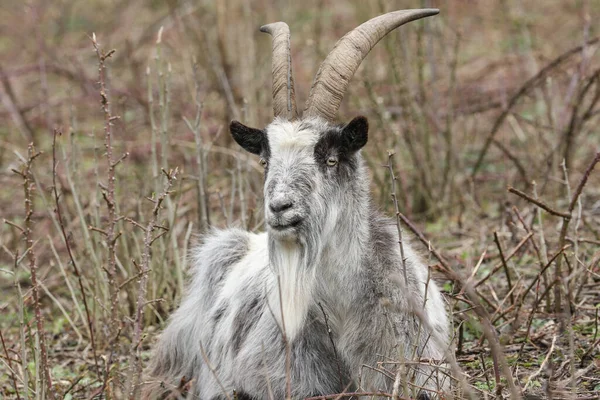 Une Chèvre Avec Grandes Cornes Couchées Dans Fourré Mâchant Câlin — Photo