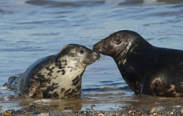 Two Beautiful Grey Seals Halichoerus Grypus Shoreline Breeding Season — Stockfoto