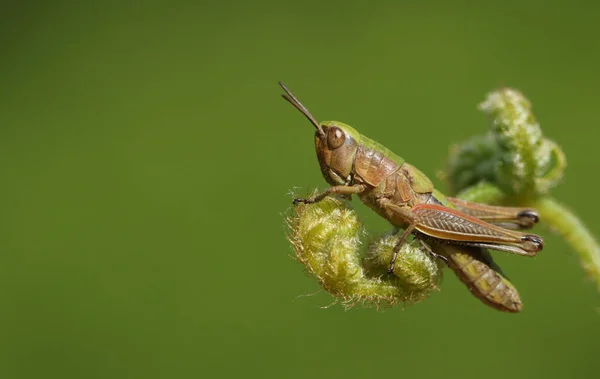 Eine Wiesenheuschrecke Chorthippus Parallelus Hockt Auf Bracken — Stockfoto