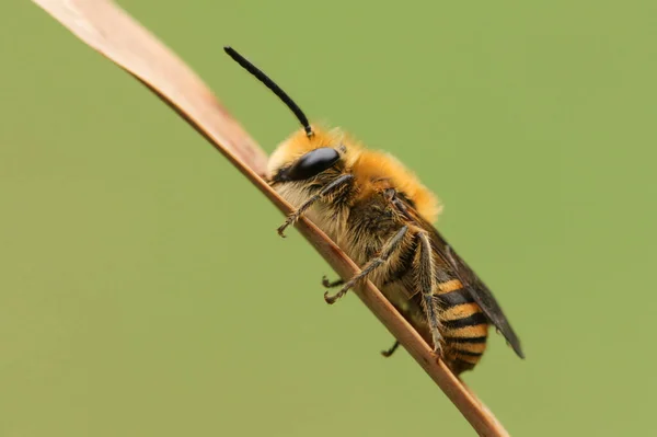 Eine Hübsche Efeubiene Colletes Hederae Schläft Auf Einem Schilf — Stockfoto