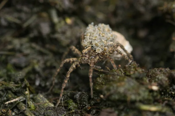 Eine Prächtige Wolfsspinne Pardosa Trägt Ihre Babys Auf Dem Rücken — Stockfoto