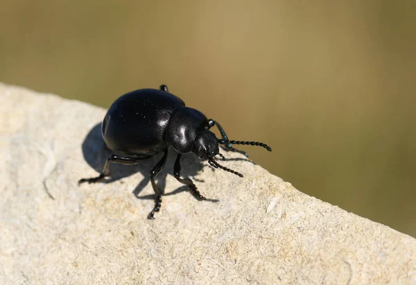 Bloody Nosed Beetle Timarcha Tenebricosa Walking Rock — Stock Photo, Image