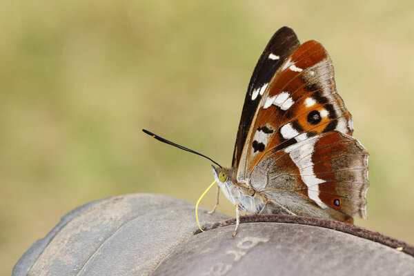 A rare Purple Emperor Butterfly, Apatura iris, feeding on the minerals on a Boot.