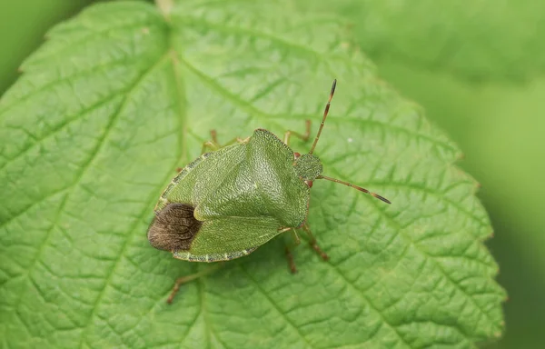 Une Punaise Verte Commune Palomena Prasina Perchée Sur Une Feuille — Photo