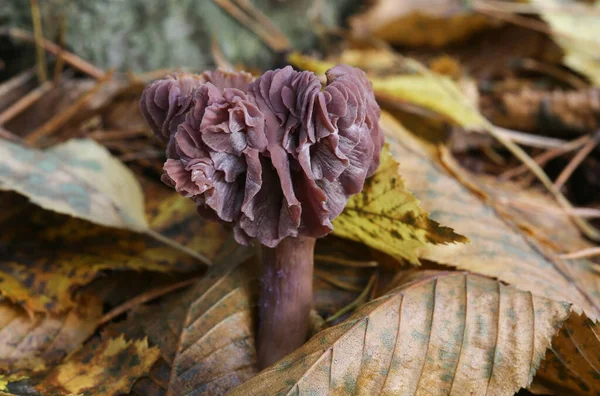 Pilze Oder Pilze Wachsen Aus Dem Waldboden Essex England — Stockfoto
