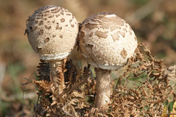 Two Parasol Mushroom Macrolepiota Procera Growing Woodland —  Fotos de Stock