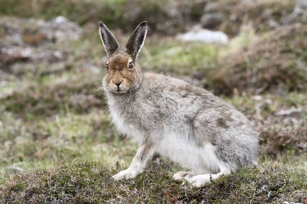 İskoçya dağlarında güzel bir dağ tavşanı (Lepus timidus). 