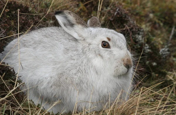 Mountain Hare Lepus Timidus Seu Casaco Branco Inverno Nas Montanhas — Fotografia de Stock