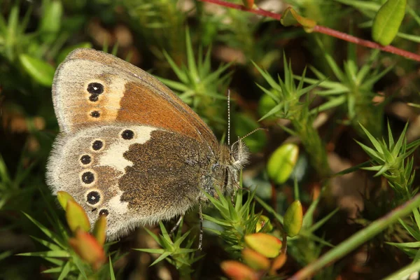 Büyük bir Heath Butterfly 'ın (Coenonympha tullia) kanatları kapalı bir şekilde Moss' a tünemiş kenar görüntüsü.