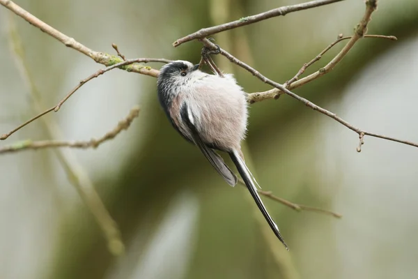 Long Tailed Tit Aegithalos Caudatus Hanging Branch Tree Searching Insects — Stock Fotó