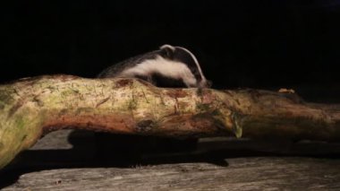 İskoçya 'nın dağlık kesimlerinde yiyecek arayan vahşi bir Porsuk (Meles meles)..