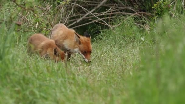 Vchodu Svého Doupěte Krmí Liščí Liška Její Roztomilé Mládě Vulpes — Stock video