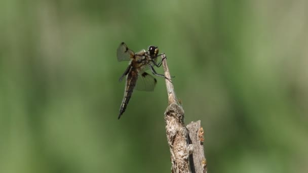 Piękna Czterokrotna Dragonfly Chaser Libellula Quadrimaculata Siedząca Trzcinie Wietrzny Dzień — Wideo stockowe