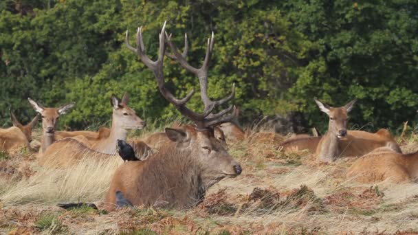 Een Groep Prachtige Red Deer Een Hert Met Zijn Hinden — Stockvideo