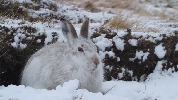 Hegyi Nyúl Lepus Timidus Hóban Skót Felföldön — Stock videók