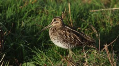 Güzel bir Snipe (Gallinago gallinago) sulak arazinin kenarında otların üzerinde duruyor..