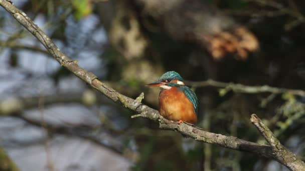 Een Prachtige Jager Kingfisher Alcedo Zittend Een Twijg Die Groeit — Stockvideo