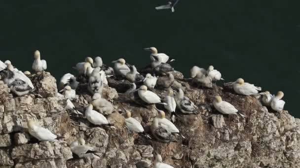 Kolonia Hodowlana Wspaniałego Gannet Morus Bassanus Gniazdująca Klifach Bempton Yorkshire — Wideo stockowe