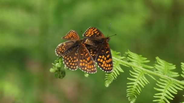 Dvě Vzácné Heath Fritillary Butterfly Melitaea Athalia Sedící Kapradí Mýtině — Stock video