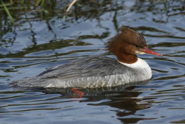 Güzel bir dişi Goosander, Mergus merganser, nehirde yüzüyor. Suyun altına dalıyor ve balık yakalıyor..