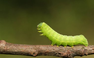 Güzel bir Sprawler Güvesi Tırtılları, Asteroskopus sfenksi, ormanlık alanın kenarında bir dal boyunca yürüyor..
