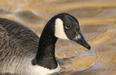 Nehirde yüzen Kanada Kaz Kaz (Branta canadensis) 'inin kafa resmi.