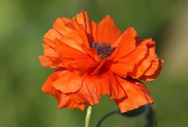 Orkney Adaları 'nda oldukça vahşi bir gelincik yetişiyor..