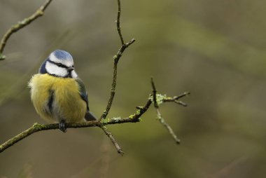A beautiful Blue Tit (Cyanistes caeruleus) perched on a branch.