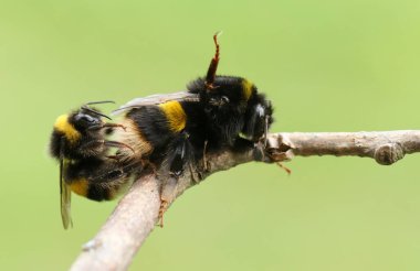 Dal üzerinde çiftleşen bir çift Bumblebee (Bomba).
