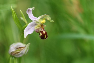 Güzel bir Arı Orkidesi, Ophrys apifera, İngiltere 'de bir çayırda yetişiyor..