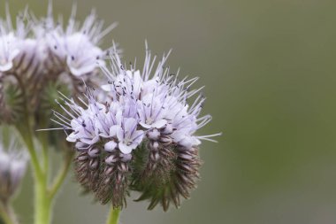 Güzel bir Phacelia (Phacelia tanacetifolia) çiçeği, lacy phacelia, mavi tansy veya mor tansy olarak bilinen bir tür..