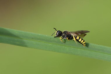 Güzel bir tarla kazıcısı eşekarısı (Mellinus arvensis) bir çim yaprağının üzerinde tünemektedir..