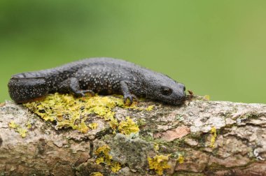 Baharda Triturus kristali olan güzel bir Büyük Tepeli Newt..