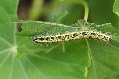 Bir bitkiyle beslenen Büyük Beyaz Kelebek Tırtılları (Pieris brassicae).