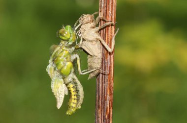 Geniş gövdeli Chaser Dragonfly, Libellula depressa, Exuvia 'dan çıkıyor..