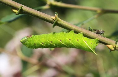 Söğüt yapraklarıyla beslenen bir Şahin-Güve Tırtıl (Smerinthus ocellata).