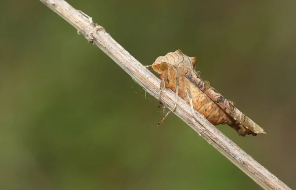 Μια Όμορφη Angle Shades Moth Phlogophora Meticulosa Στηρίζεται Στο Στέλεχος — Φωτογραφία Αρχείου