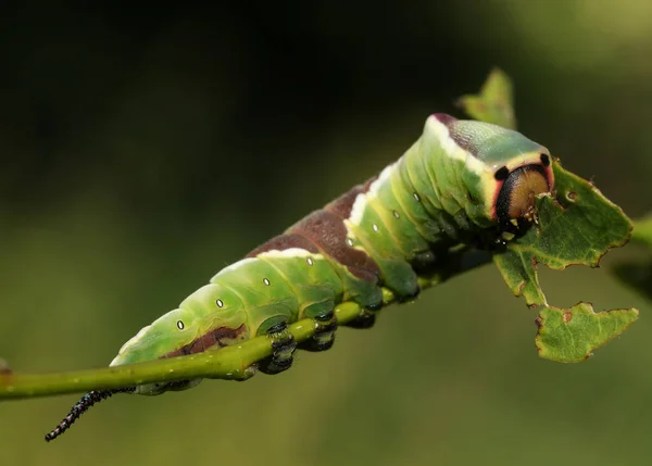 Puss Moth Caterpillar Cerura Vinulais Comer Uma Folha Árvore Aspen — Fotografia de Stock