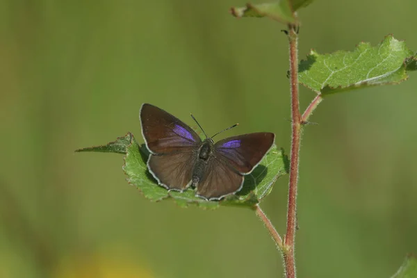 Vacker Lila Hårstrimma Fjäril Favonius Quercus Sittande Ett Löv — Stockfoto