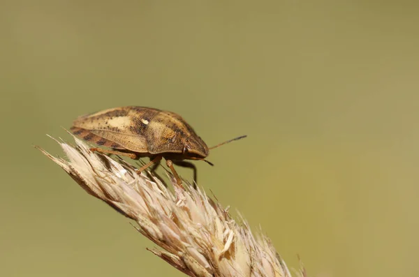Bug Tartaruga Eurygaster Testudinaria Sobre Uma Cabeça Semente Grama Prado — Fotografia de Stock