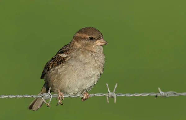 A female House Sparrow (Passer domesticus) perched on barbed wire.