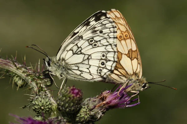 Ett Par Marmorerade Vita Fjärilar Melanargia Galathea Sittande Tistel Blomma — Stockfoto