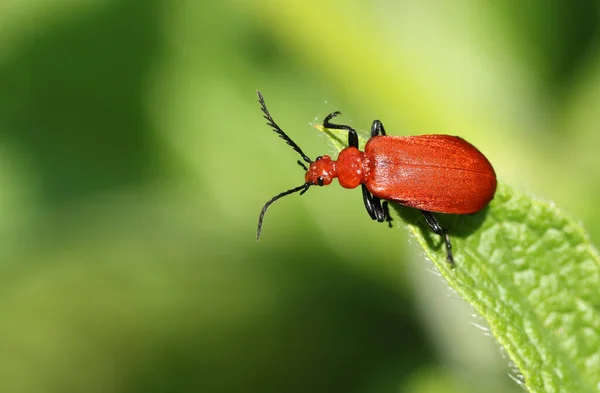 Ошеломляющий Рыжий Кардинал Жук Pyrochroa Serraticornis Сидящий Кончике Листа Весной — стоковое фото