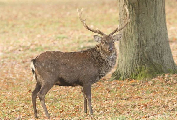 Een Prachtig Hert Manchurian Sika Deer Cervus Nippon Mantchuricus Staand — Stockfoto