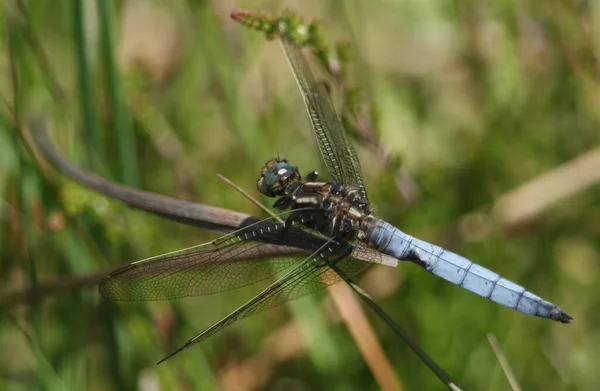 Una Graziosa Skimmer Dragonfly Orthetrum Coerulescens Appollaiata Una Canna Margini — Foto Stock