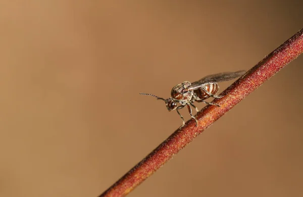 Uma Pequena Vespa Biliar Empoleirada Galho Floresta Reino Unido — Fotografia de Stock