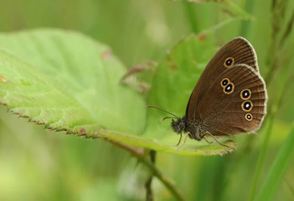 Joli Ringlet Butterfly Aphantopus Hyperantus Perché Sur Une Feuille Ronce — Photo