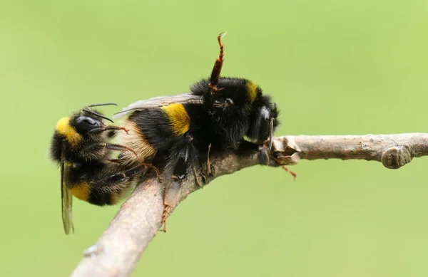 Ein Sich Paarendes Hummelpaar Bombus Hockt Auf Einem Zweig — Stockfoto