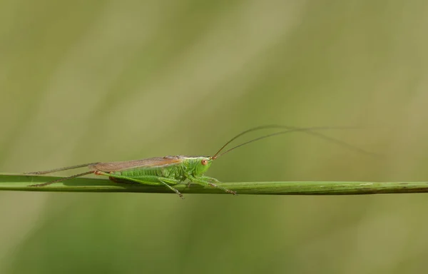 Pretty Long Winged Conehead Cricket Conocephalus Discolor Perched Grass Heath — Stock Photo, Image