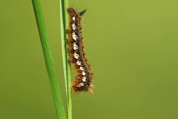 Drinker Moth Caterpillar Euthrix Potatoria Perching Blade Grass Edge Woodland — Stock Photo, Image